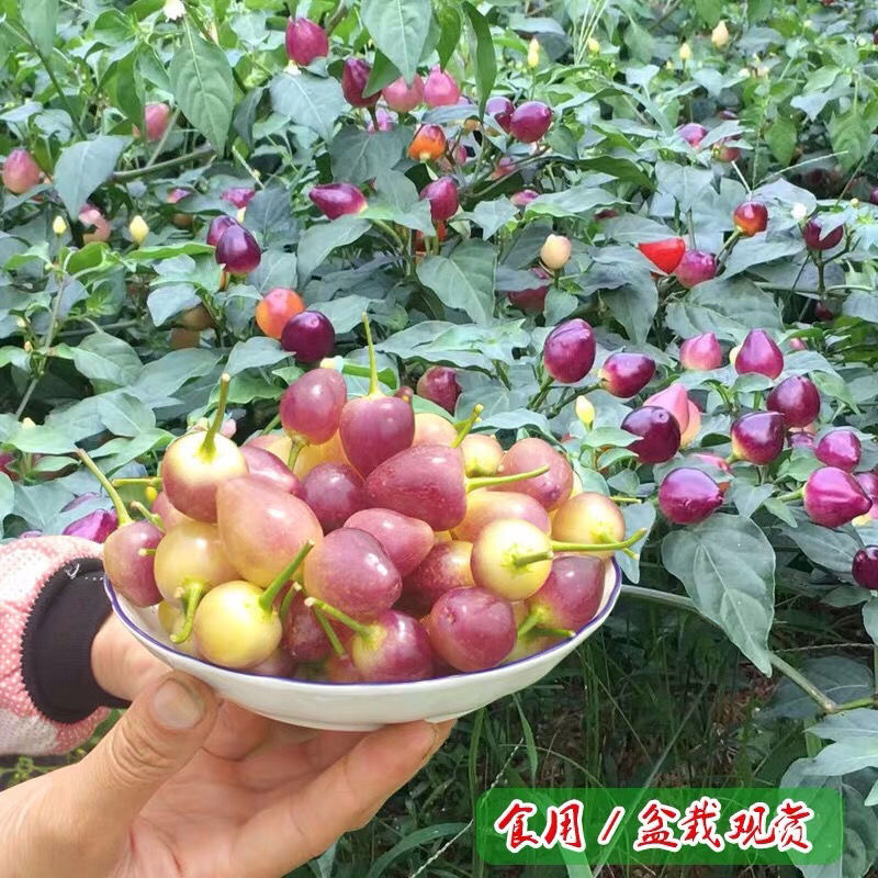 七彩椒苗广西七彩椒辣椒苗五彩椒盆栽苗带土苗四季种植新鲜苗