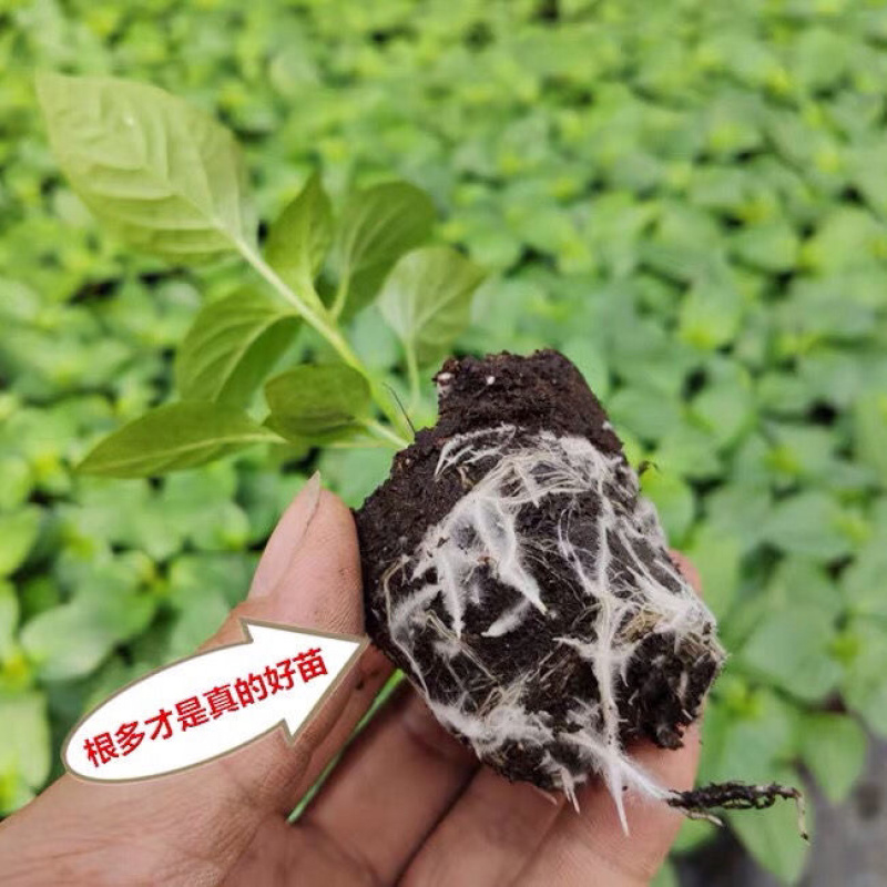 七彩椒苗广西七彩椒辣椒苗五彩椒盆栽苗带土苗四季种植新鲜苗