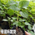 七彩椒苗广西七彩椒辣椒苗五彩椒盆栽苗带土苗四季种植新鲜苗