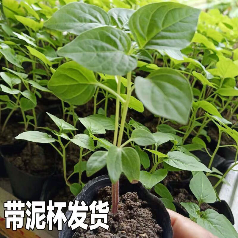 七彩椒苗广西七彩椒辣椒苗五彩椒盆栽苗带土苗四季种植新鲜苗