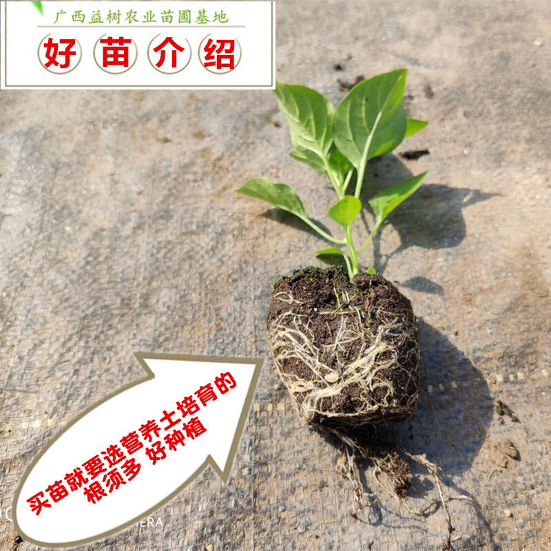 七彩椒苗广西七彩椒辣椒苗五彩椒盆栽苗带土苗四季种植新鲜苗