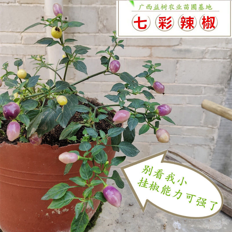 七彩椒苗广西七彩椒辣椒苗五彩椒盆栽苗带土苗四季种植新鲜苗