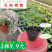 七彩椒苗广西七彩椒辣椒苗五彩椒盆栽苗带土苗四季种植新鲜苗