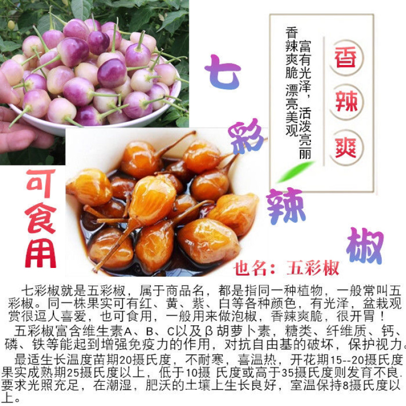七彩椒苗广西七彩椒辣椒苗五彩椒盆栽苗带土苗四季种植新鲜苗
