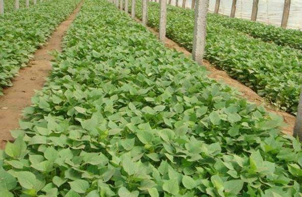 济薯8号加工生产线场景