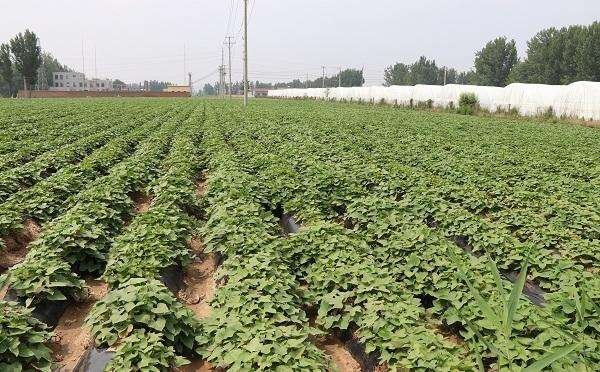 一片长势旺盛的济薯25甘薯田,藤蔓浓绿、分布均匀,土壤疏松透气,农民正在田间查看薯苗生长情况,背景为阳光照耀下的丘陵农田 济薯25田间生长实景图