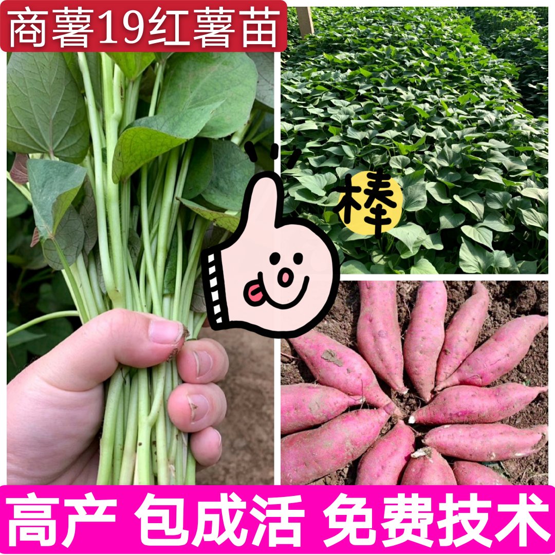 白哈密红薯苗脱原种苗拔苗高剪保纯度技术指导