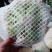 【花菜】松花菜河北有机花产地直发供应市场电商商超
