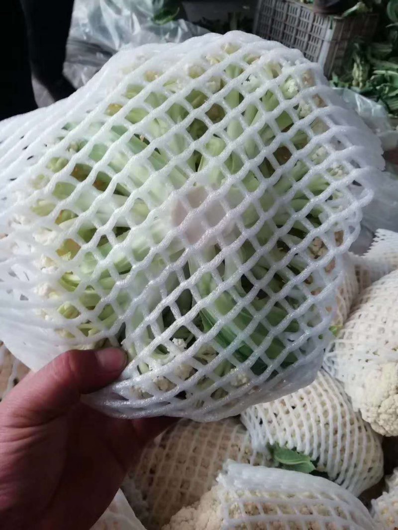 【花菜】松花菜河北有机花产地直发供应市场电商商超