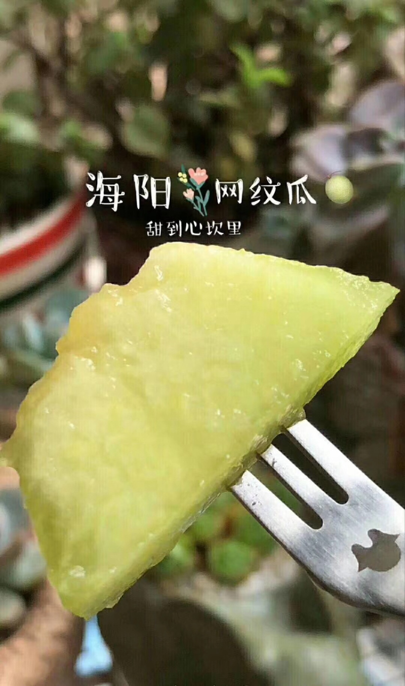 海阳网纹瓜一件代发包邮包售后