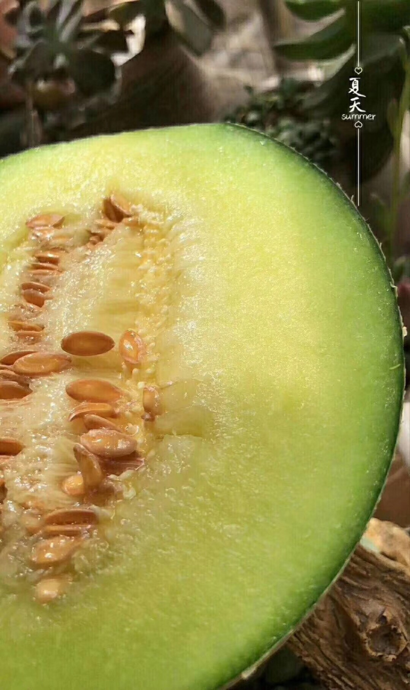 海阳网纹瓜一件代发包邮包售后