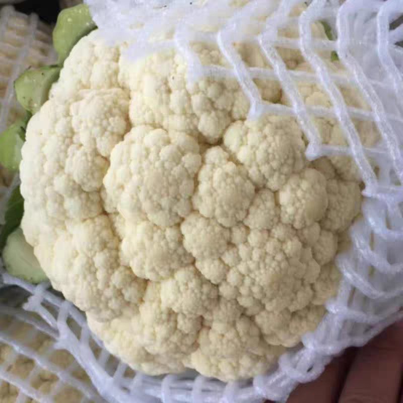 【花菜】松花菜河北有机花产地直发供应市场电商商超