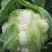 【花菜】松花菜河北有机花产地直发供应市场电商商超
