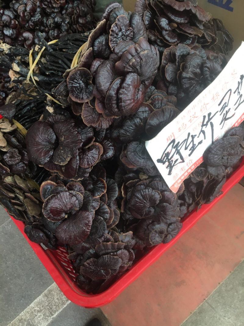 野生竹灵芝，柬埔寨一手货源，现货供应，长期有货包邮