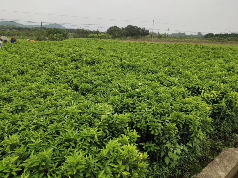 沃柑苗柑橘苗091无核沃柑苗提供技术提供技术