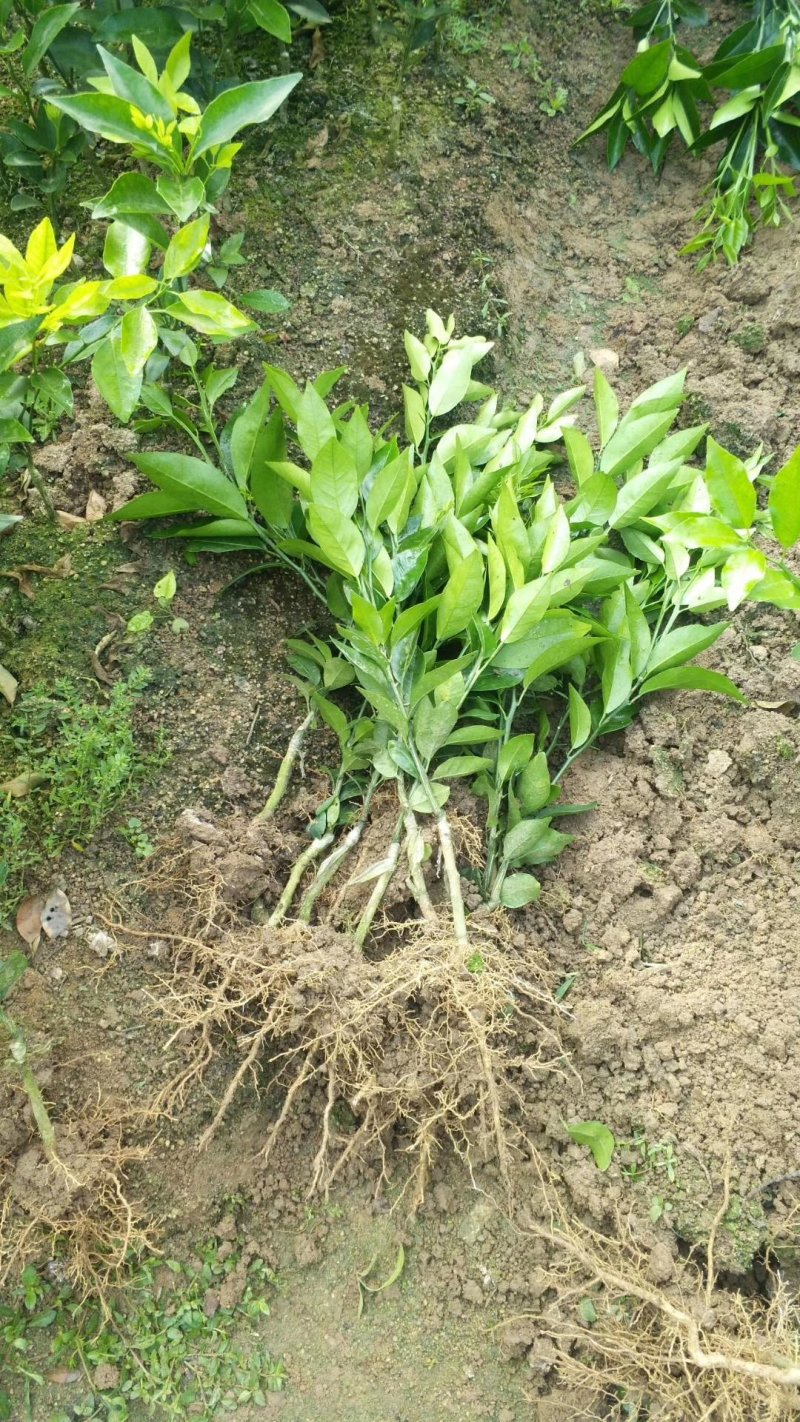 沃柑苗柑橘苗091无核沃柑苗提供技术提供技术