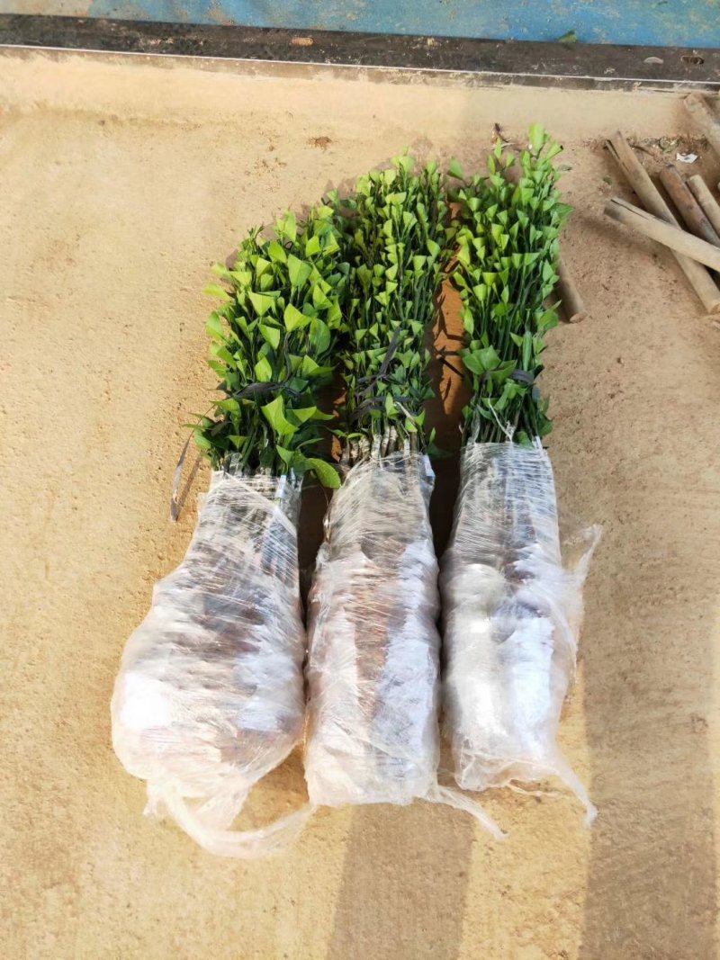 正品无核沃柑苗已经开花当年挂果提供技术支持
