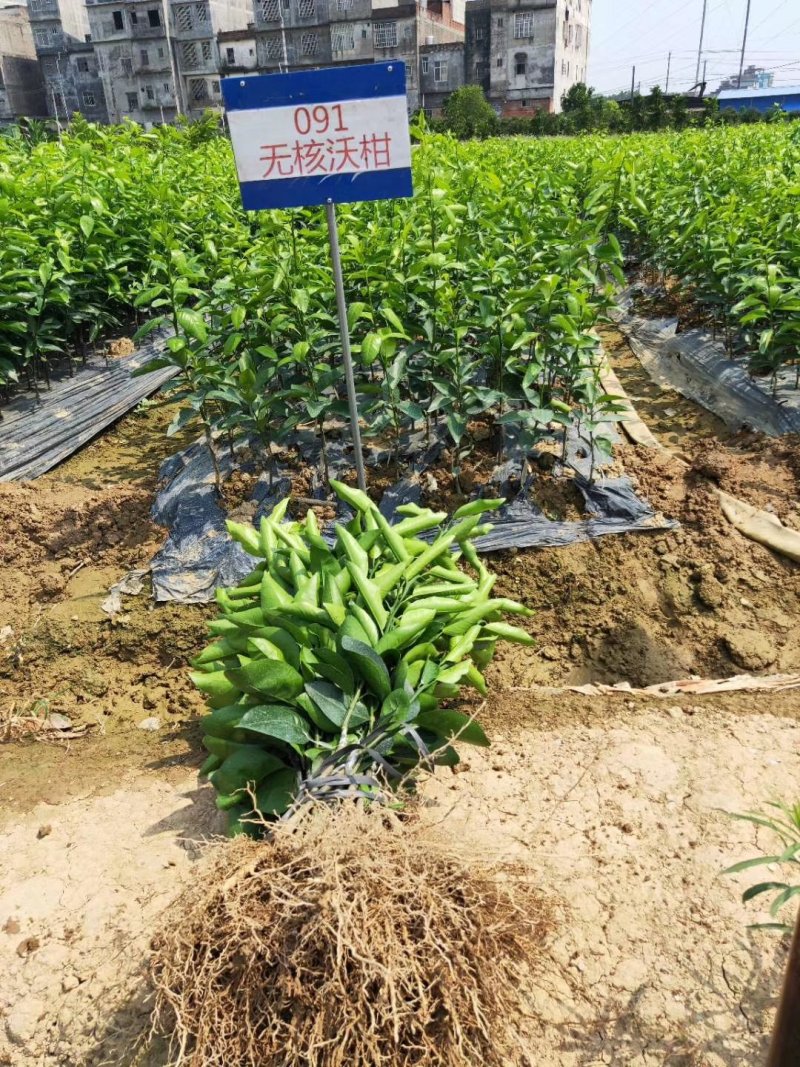 正品无核沃柑苗已经开花当年挂果提供技术支持