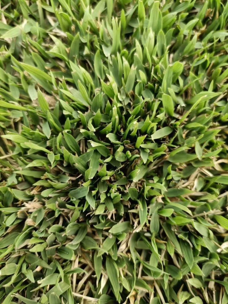 草坪中华结缕草
