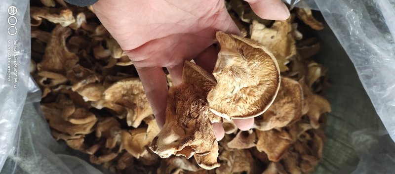 【优选】元蘑东北特产一级货干净养殖元蘑可视频看货诚信经营