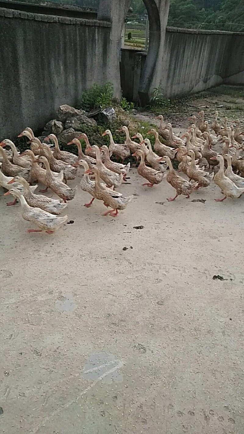 蛋鸭