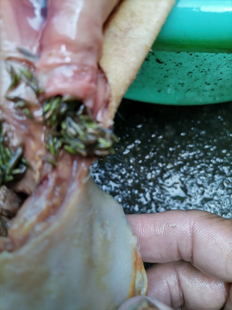 禽畜牧蛋肉