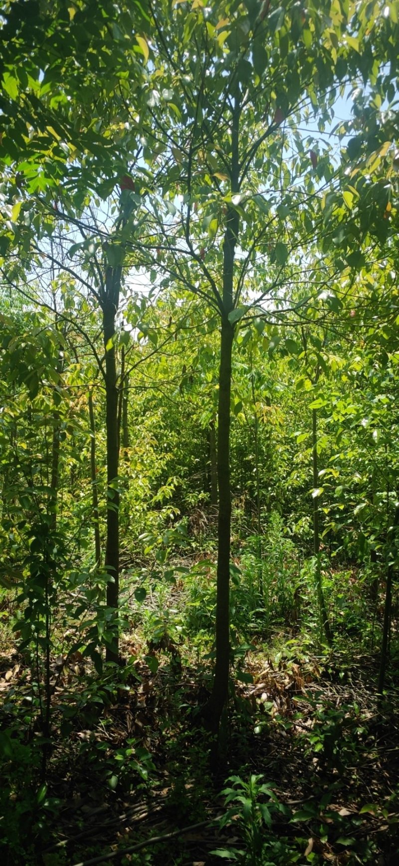 桂花树，4公分，5公分，6公分，7公分，8公分常年销售