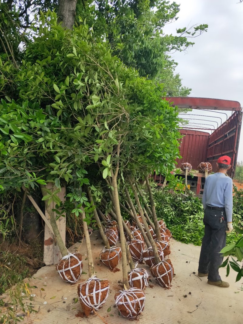 桂花树，4公分，5公分，6公分，7公分，8公分常年销售