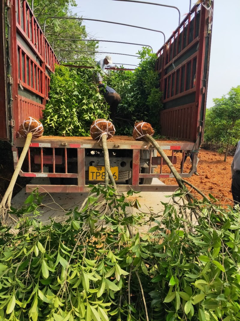 桂花树，4公分，5公分，6公分，7公分，8公分常年销售