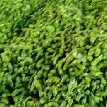 精品辣椒大量上市中