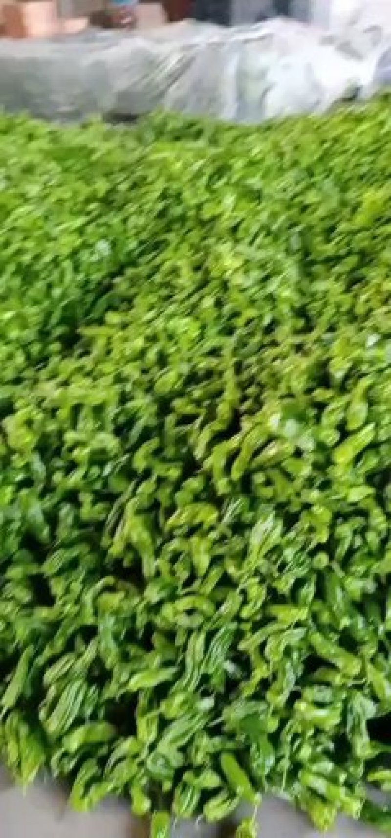 精品辣椒大量上市中