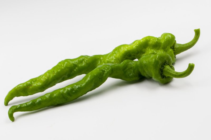 线椒大量