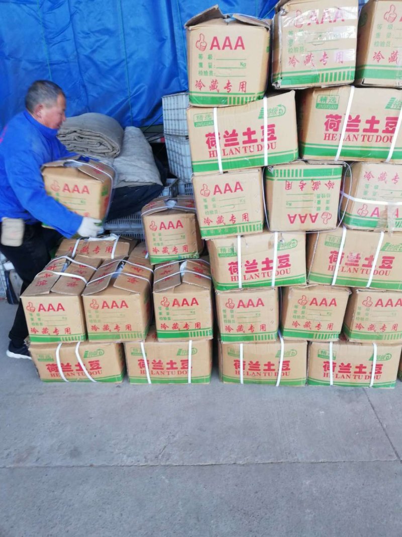 精品大土豆