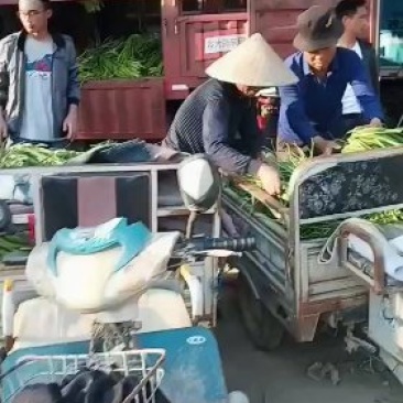 济宁蒜苔