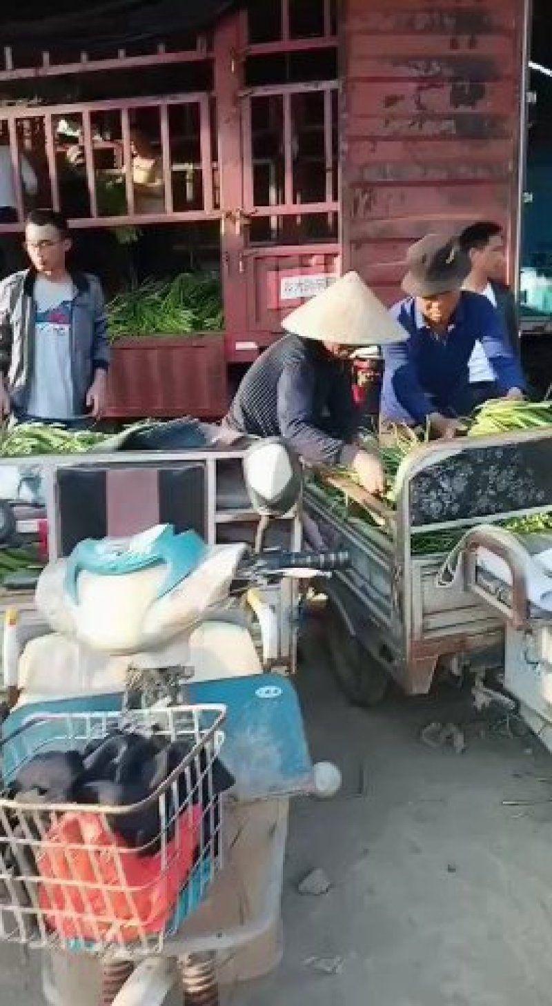 济宁蒜苔