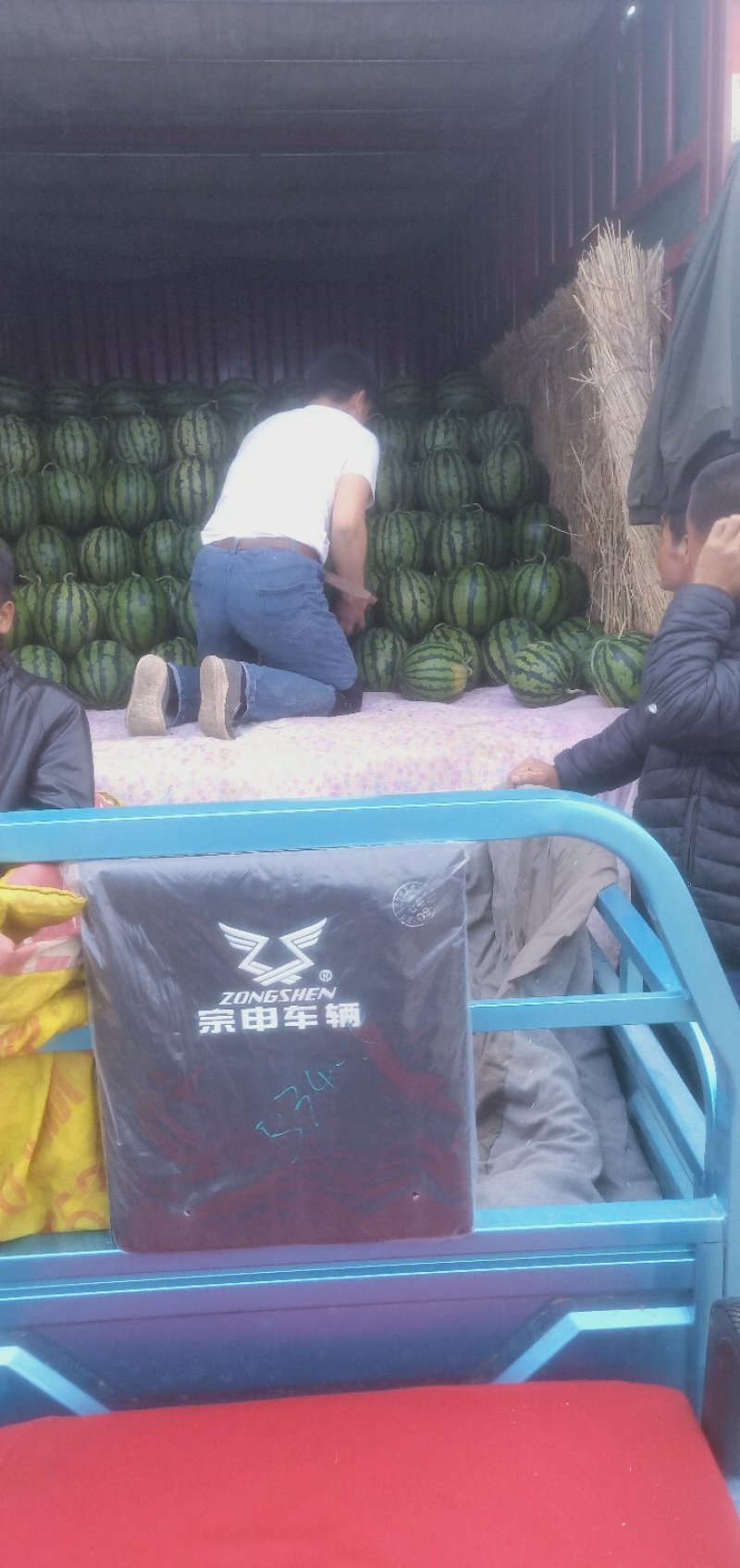 京欣甜王西瓜大量上市，熟度八到九成半！