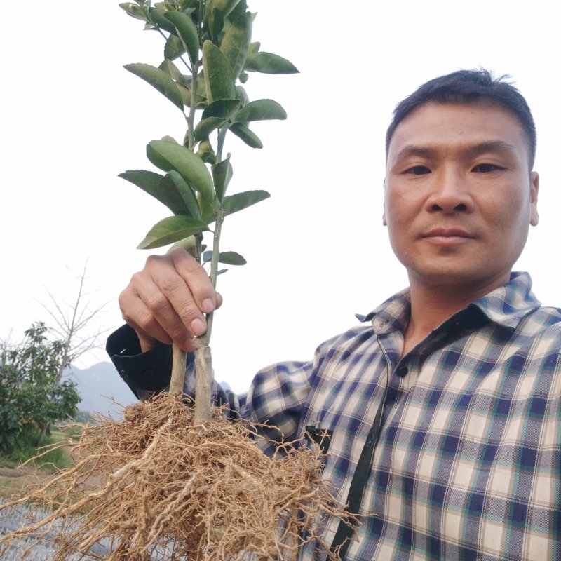 正宗沃柑苗，假一赔十，免费技术指导