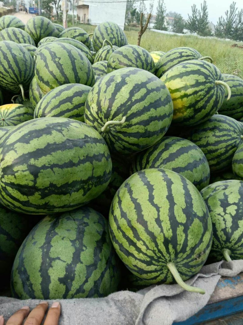 大量供应大棚甜王西瓜一手货源产地直销质量保证代发全国