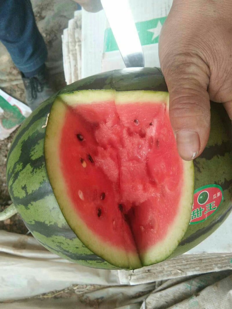 大量供应大棚甜王西瓜一手货源产地直销质量保证代发全国