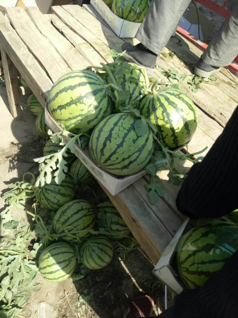 大量供应大棚甜王西瓜一手货源产地直销质量保证代发全国