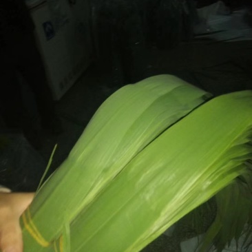 潮河湾粽叶