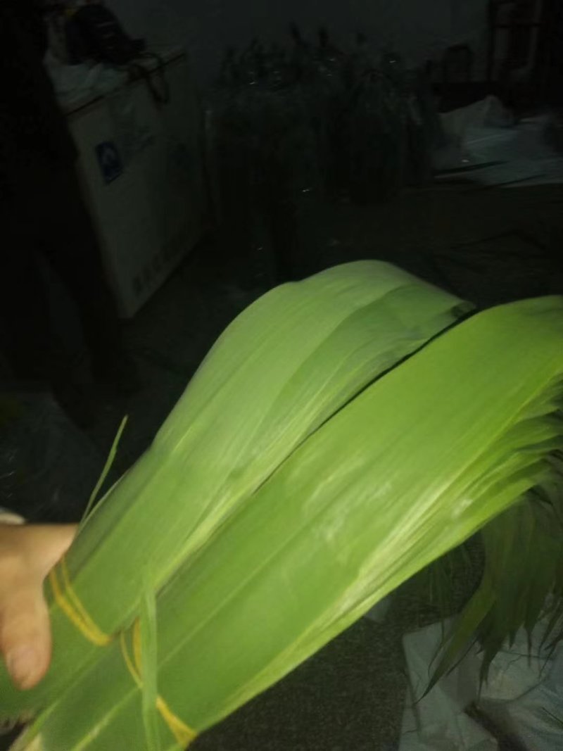 潮河湾粽叶