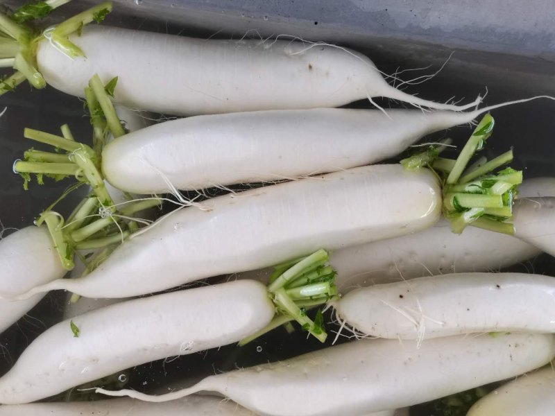 萝卜，长条白萝卜，精品