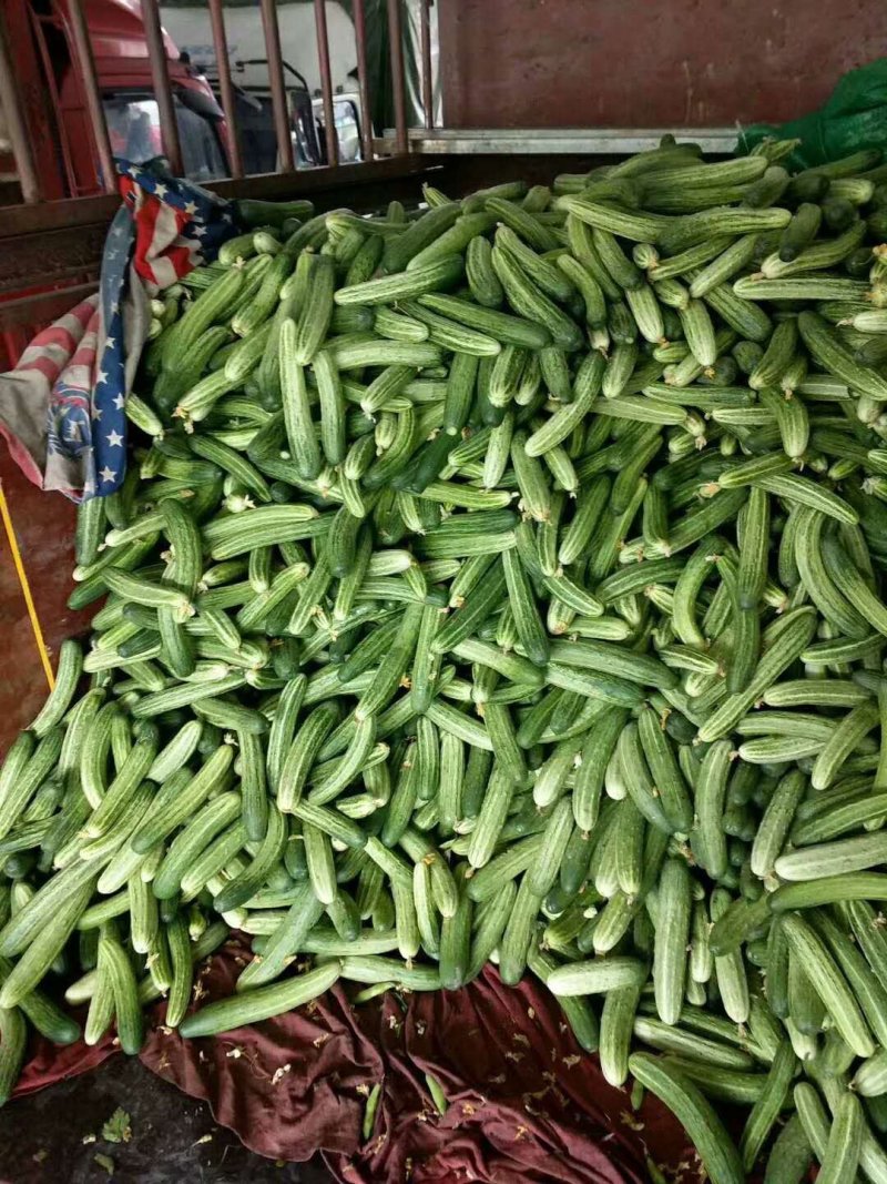 旱黄瓜，燕白黄瓜，产地直销，蔬菜，黄瓜，旱瓜，白黄瓜