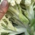 福建蔬菜，有机花，青梗散花，松花菜，菜花，产地直销