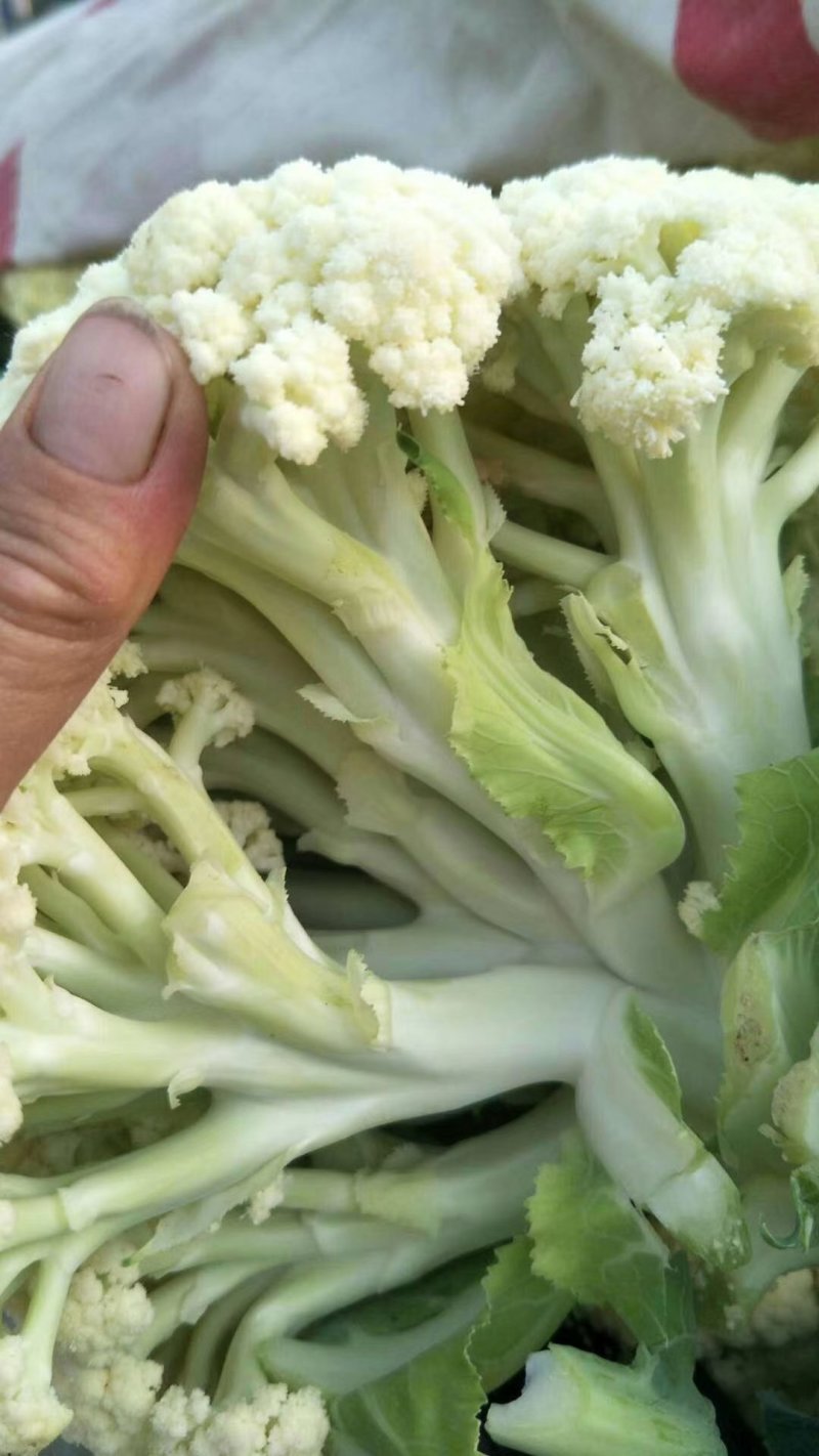 福建蔬菜，有机花，青梗散花，松花菜，菜花，产地直销