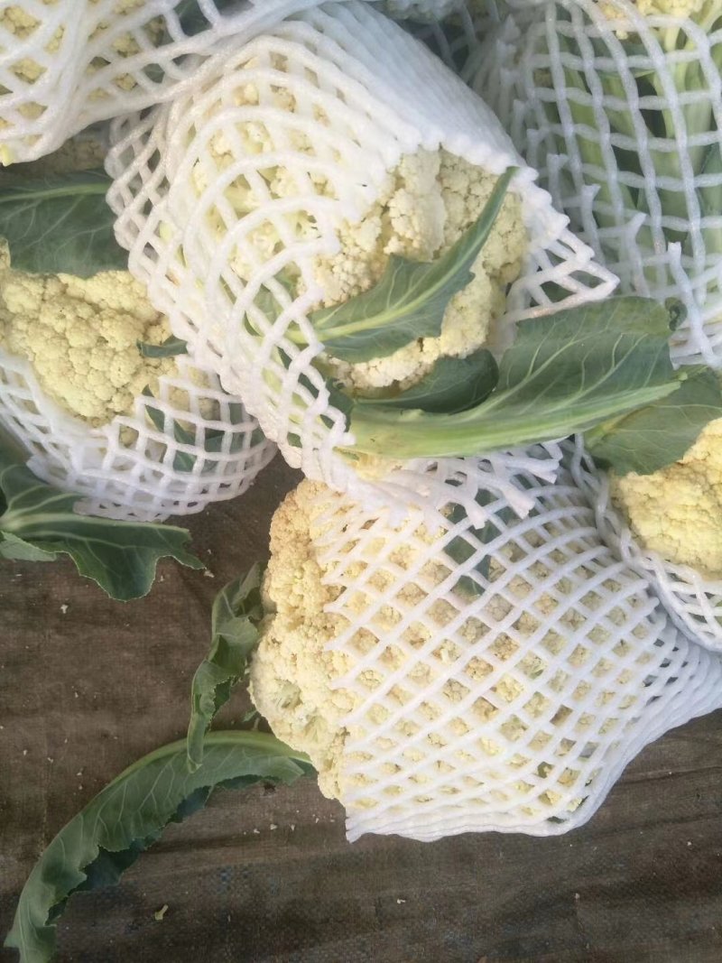福建蔬菜，有机花，青梗散花，松花菜，菜花，产地直销