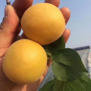 金太阳杏陕西优质金太阳杏批发量大从优货源足质量保证