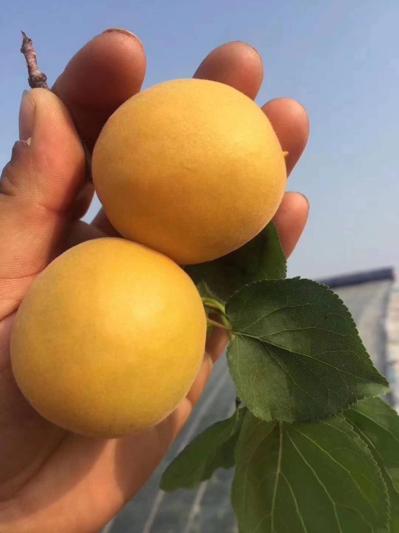 金太阳杏陕西优质金太阳杏批发量大从优货源足质量保证