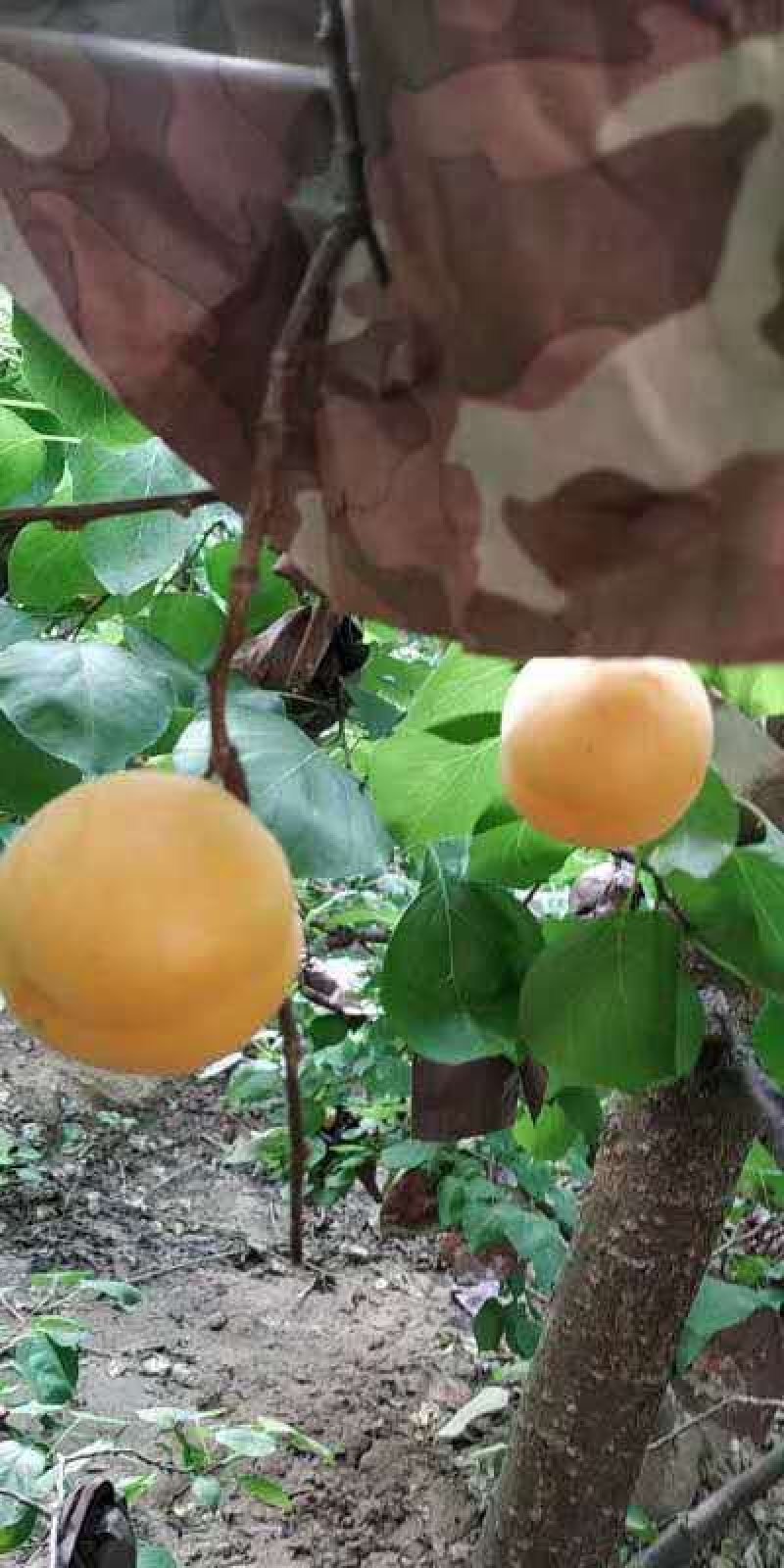 金太阳杏陕西优质金太阳杏批发量大从优货源足质量保证